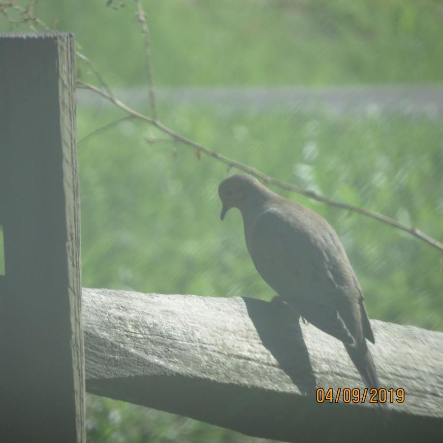 Cozy Creek Cabin Pigeon Forge Ngoại thất bức ảnh